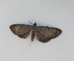 Eupithecia intricata