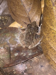 Craugastor aurilegulus