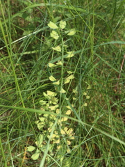 Noccaea caerulescens