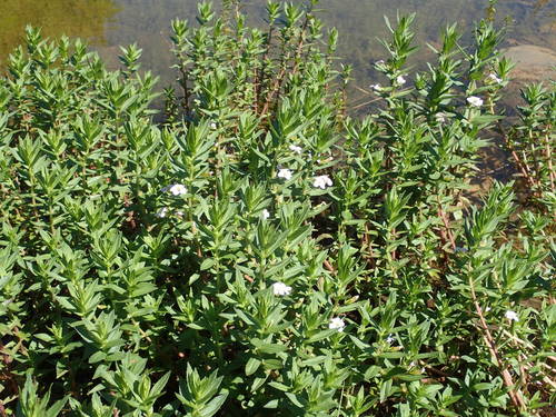 Hedge-hyssop