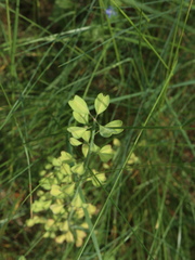 Noccaea caerulescens