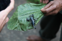 Srilankametrus indus