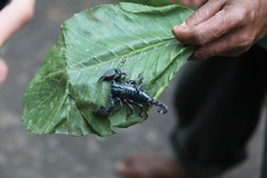Srilankametrus indus