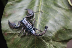 Srilankametrus indus