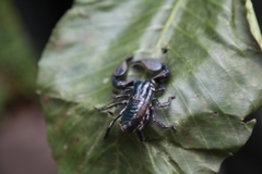 Srilankametrus indus