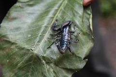 Srilankametrus indus