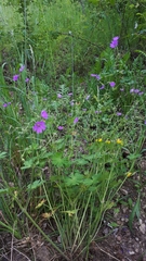 Geranium molle