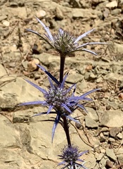 Eryngium dilatatum