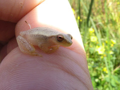 Dendropsophus sanborni