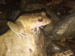 Craugastor aurilegulus