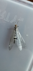 Megistopus flavicornis
