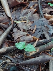 Neottia smallii