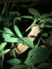 Rieppeleon kerstenii