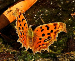 Polygonia c-aureum
