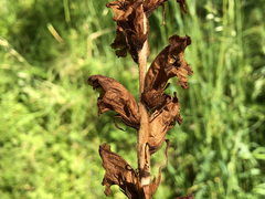 Orobanche caryophyllacea