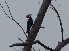Dryocopus schulzii