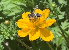 Megachile