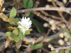 Delosperma uitenhagense