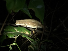 Rieppeleon kerstenii