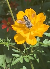Megachile