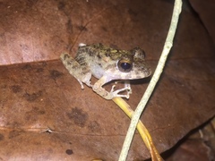 Craugastor aurilegulus