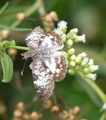 Chiomara asychis autander