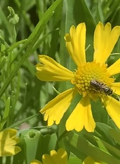 Anthophila