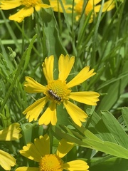 Anthophila