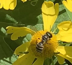 Halictus ligatus