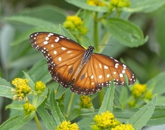 Danaus eresimus plexaure