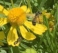 Halictus ligatus