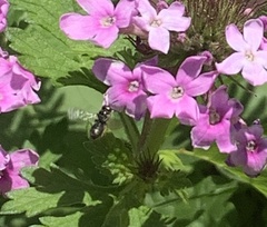 Zadontomerus