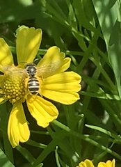Anthophila