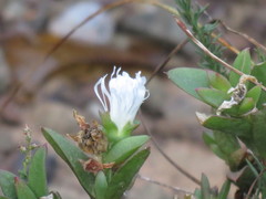 Delosperma uitenhagense