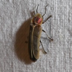 Photinus signaticollis