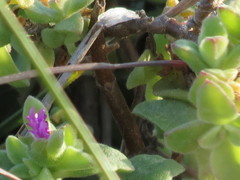 Delosperma adelaidense