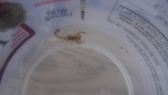 Serradigitus wupatkiensis