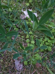 Trifolium medium