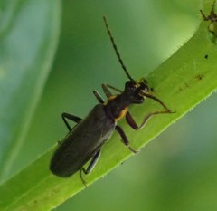 Podabrus rugosulus