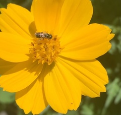 Zadontomerus