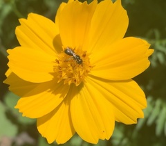 Zadontomerus