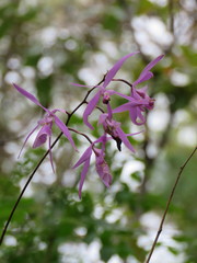 Encyclia adenocaula