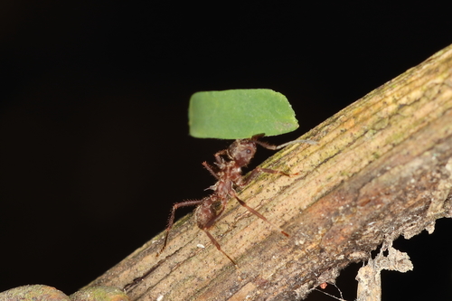 Acromyrmex disciger photo 4