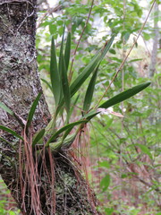 Encyclia adenocaula