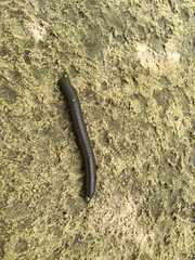 Narceus americanus