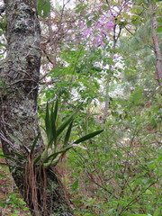 Encyclia adenocaula