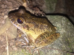 Craugastor aurilegulus