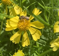 Halictus