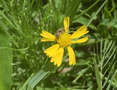 Halictus