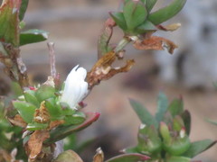 Delosperma uitenhagense